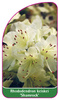 Rhododendron keiskei 'Shamrock'