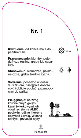 Róza pienna Nr. 1