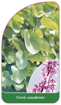 Cercis canadensis