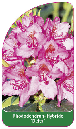 Rhododendron-Hybride 'Delta'