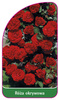 Róza okrywowa Nr. 306 A