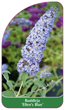 Buddleja 'Ellen's Blue'