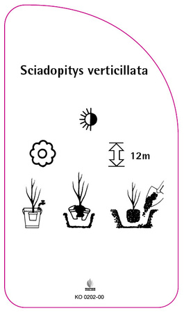 Sciadopitys verticillata