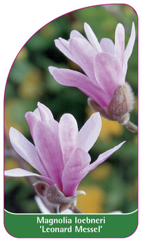 Magnolia loebneri 'Leonard Messel'