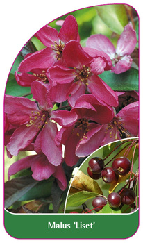 Malus 'Liset'