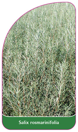 Sakix rosmarinifolia