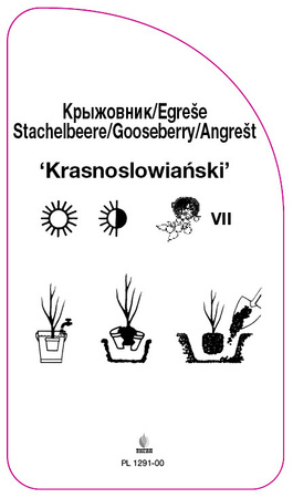 Angrešt 'Krasnoslowinski'