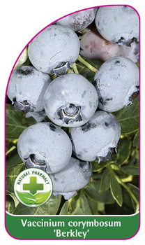Vaccinium corymbosum 'Berkley'