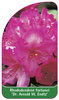 Rhododendron fortunei 'Dr. Arnold W. Endtz'