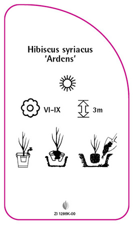 Hibiscus syriacus 'Ardens'