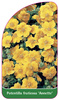 Potentilla fruticosa 'Annette'