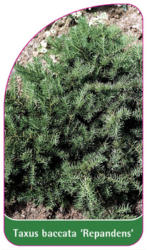 Taxus baccata 'Repandens'