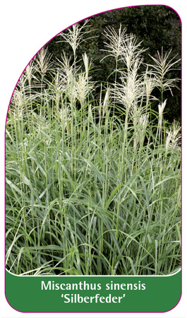 Miscanthus sinensis 'Silberfeder'