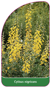 Cytisus nigricans