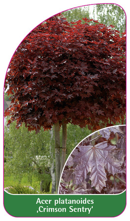 Acer platanoides 'Crimson Sentry'