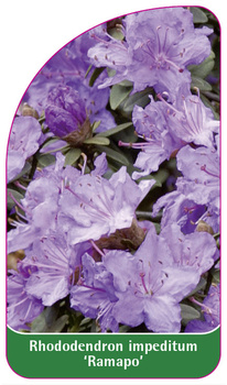 Rhododendron impeditum 'Ramapo'