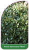 Prunus laurocerasus 'Mano'