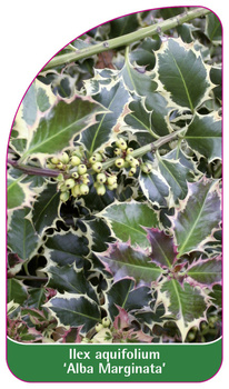 Ilex aquifolium 'Alba Marginata'