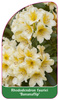 Rhododendron-Hybride 'Bananaflip'