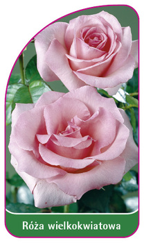 Róza wielkokwiatowa Nr. 218 B