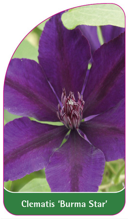 Clematis 'Burma Star'