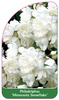 Philadelphus 'Minnesota Snowflake'