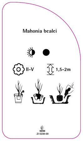 Mahonia bealei