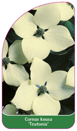 Cornus kousa 'Teutonia'