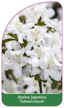 Azalea japonica 'Schneesturm'