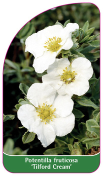 Potentilla fruticosa 'Tilford Cream'
