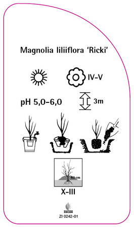 Magnolia liliiflora 'Ricki'