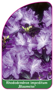 Rhododendron impeditum ,Blaumeise'