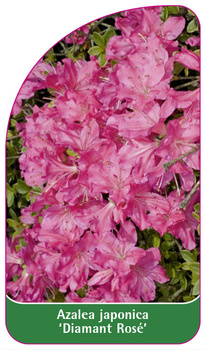 Azalea japonica 'Diamant Rosé'