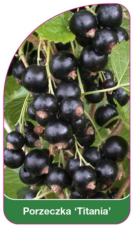 Rybíz 'Titania'