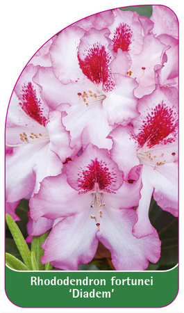 Rhododendron fortunei 'Diadem'
