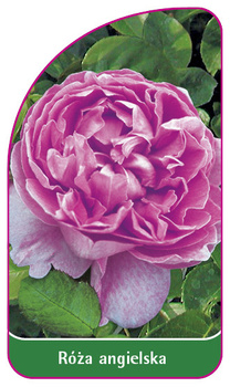 Roza angielska Nr. 502