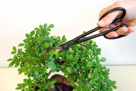 Nożyczki Bonsai 206 OKATSUNE
