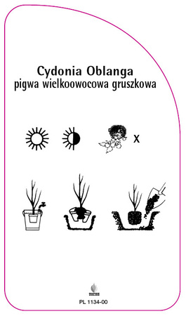 Cydonia Oblanga pigwa wielkoowocowa gruszkowa