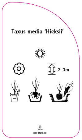 Taxus media 'Hicksii'