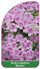 Azalea japonica 'Blanice'