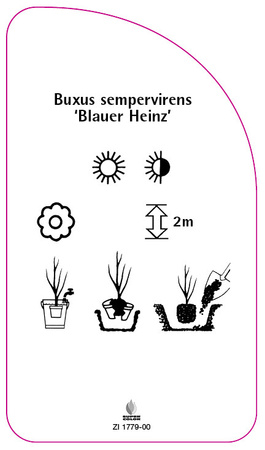 Buxus sempervirens 'Blauer Heinz'