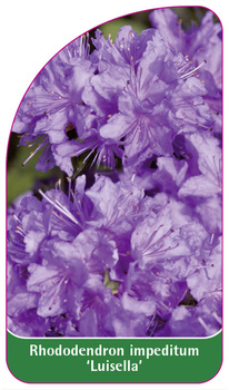 Rhododendron impeditum 'Luisella'