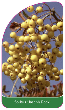 Sorbus 'Joseph Rock'