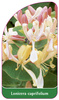 Lonicera caprifolium