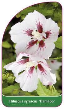Hibiscus syriacus 'Hamabo'