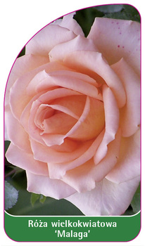 Róza wielkokwiatowa 'Malaga'
