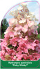 Hydrangea paniculata 'Pinky Winky'