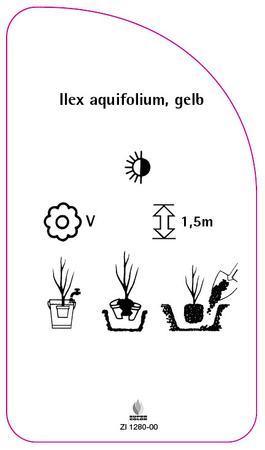 Ilex aquifolium, gelb