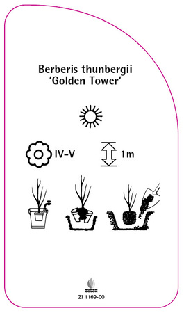 Berberis thunbergii 'Golden Tower'