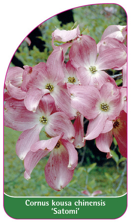 Cornus kousa chinensis 'Satomi'